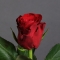 Троянда Такаци Ред - Фото 3