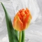 Тюльпан півонієподібний помаранчевий - Фото 1