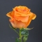 Rose Tycoon - Photo 3