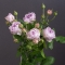 Троянда Лавендер Бабблз - Фото 2