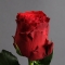 Троянда Родос - Фото 4