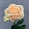 Троянда Піч Аваланч - Фото 1