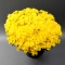 Хризантема в горщику в асортименті - Фото 5