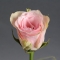 Троянда Атена - Фото 3