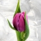 Тюльпан півонієподібний фіолетовий - Фото 2