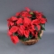 Basket with 5 poinsettias - Photo 3
