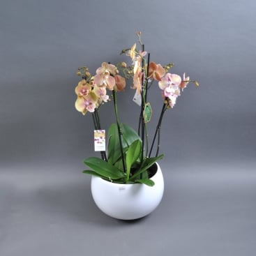 Orchid in a pot