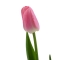 Тюльпан рожевий - Фото 3