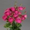 Троянда Річ Бабблз - Фото 3