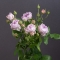 Троянда Лавендер Бабблз - Фото 1
