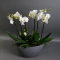 Орхідея біла в кашпо човник - Фото 1