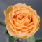 Rose Camel - Photo 3