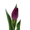 Тюльпани фіолетові - Фото 1