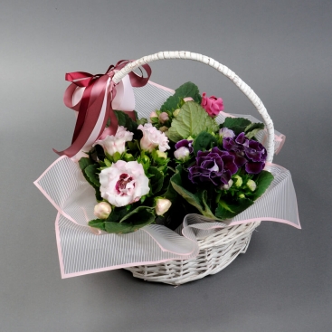 Gloxinia in basket