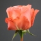 Троянда Корал Експрешн - Фото 4