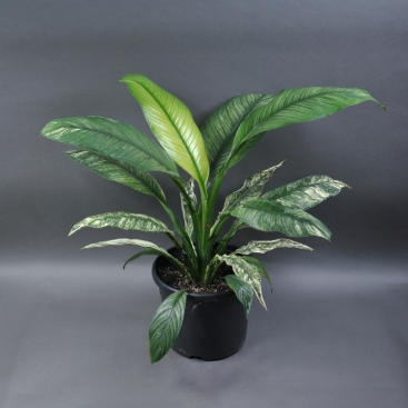 Спатіфілум Sensation