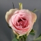 Троянда Атена - Фото 5