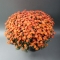Assorted chrysanthemum in a pot - Photo 1
