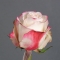 Троянда Світнес - Фото 3