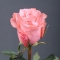 Rose Be Sweet - Photo 4