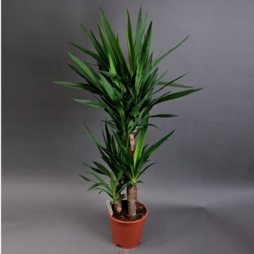 Yucca 60cm
