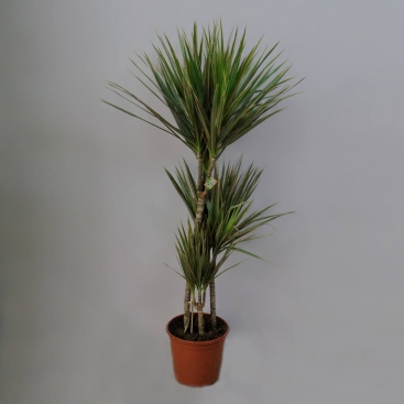 Dracaena 3 stems 110 cm