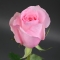 Троянда Кріста - Фото 1