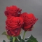 Троянда Марічка - Фото 3