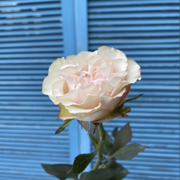 Роза Кантри Кэнди