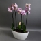 Орхідея рожева в кашпо човник - Фото 2
