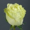 Троянда Лемонад  - Фото 1