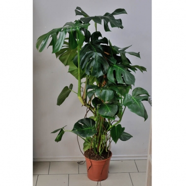 Монстера 120см