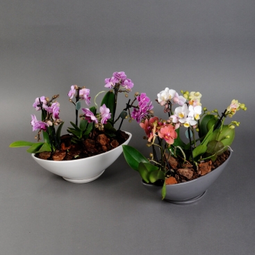 3 mini orchid in pot