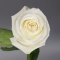 Троянда Плая Бланка - Фото 2