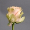 Троянда Гравіті - Фото 3