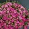 Букет із 51 троянди спрей Місті Бабблз - Фото 3