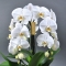 Фаленопсіс Phalaenopsis Crown wit-wit Keram 3 Tak - Фото 4