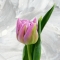 Tulip pion-shaped gently-violet - Photo 1