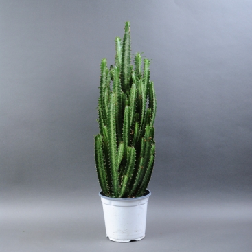 Еуфорбія 25х75