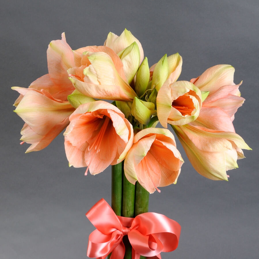 Bouquet of peach amaryllis - flowers delivery to Kiev | Camellia