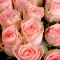 Bouquet of 41 Sophie Loren roses - Photo 3