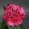 Троянда Кантрі Блюз - Фото 3