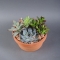 Композиція рослини в керамічному горщику 20х18 - Фото 2