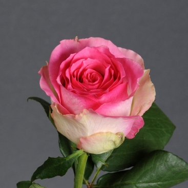 Троянда Малібу