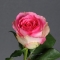 Троянда Малібу - Фото 1