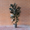 Ficus Gemengd - Photo 1