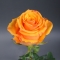 Rose Tycoon - Photo 1