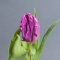 Parrot tulip violet - Photo 1