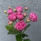 Троянда Місті Бабблз - Фото 1