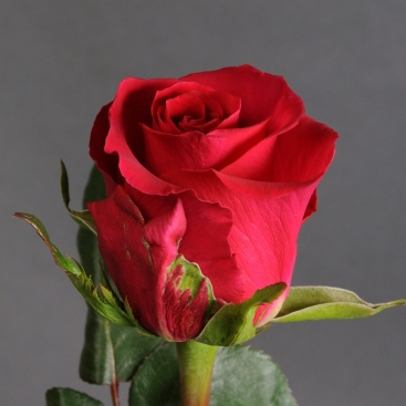 Троянда Готча